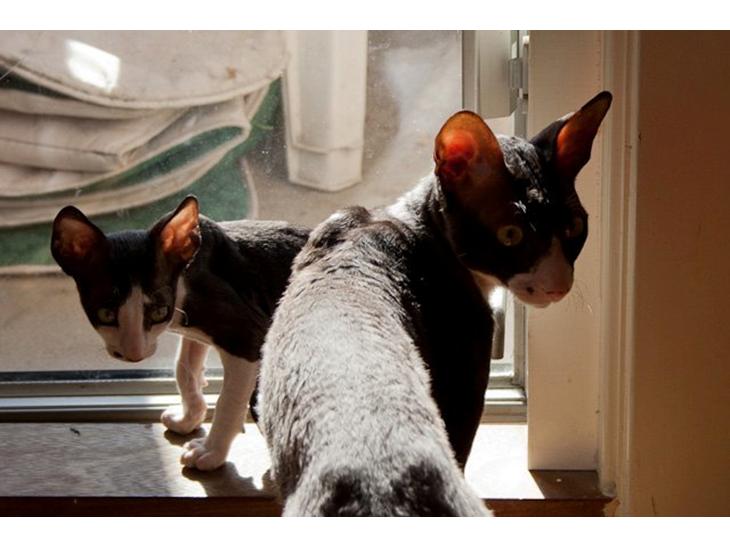 Cornish Rex Selena Light's Zodiak of Loveid - Ankomst i 2011 billede 1