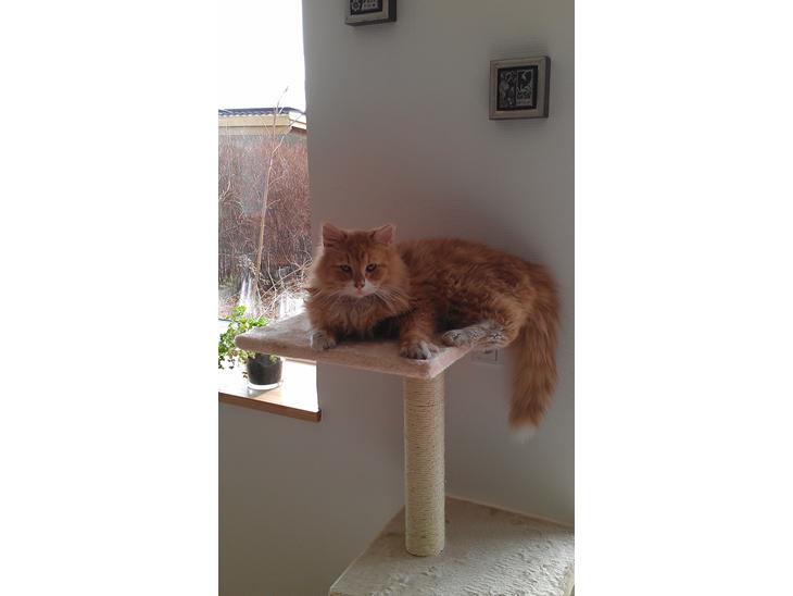Huskat Sofus billede 1