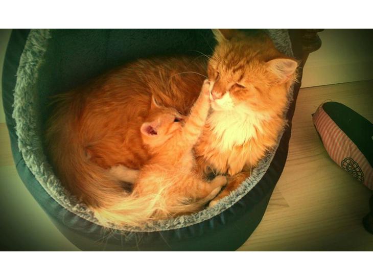 Huskat Sofie - Sofus & Sofie <3 billede 1