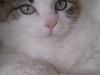 Ragamuffin Magicland's Chinook Of Black Oak