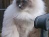 Ragdoll GCA(TICA) PR(FIFe) DK Magicland's Lady Gaga
