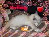 Hellig Birma  Kiss -Bears Hortensia