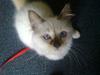 Hellig Birma Bette Miss DeeDee