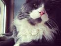 Maine Coon Buller