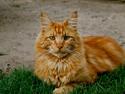 Maine Coon Baloue