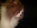 Selkirk Rex Pjuske