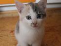 Huskat Fluffy * SOLGT*