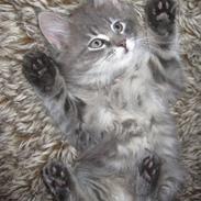 Norsk Skovkat Theodore