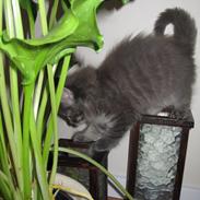 Norsk Skovkat Theodore