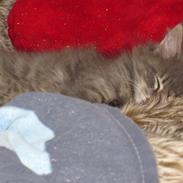 Norsk Skovkat Theodore