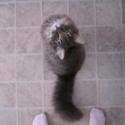 Norsk Skovkat Theodore