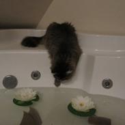 Norsk Skovkat Theodore