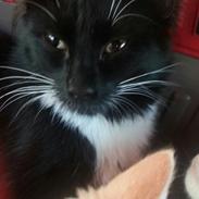 Norsk Skovkat Bølle