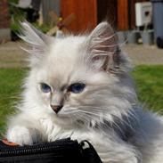 Ragdoll Sadia