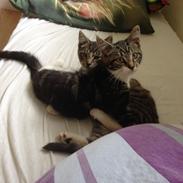 Blanding af racer "Humpe"