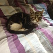 Blanding af racer "Humpe"