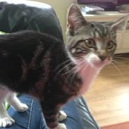 Blanding af racer "Humpe"