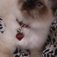 Hellig Birma Licarini's Etta Cameron