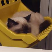 Hellig Birma Licarini's Etta Cameron