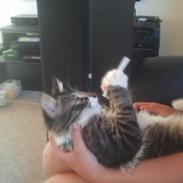 Blanding af racer Bubbie