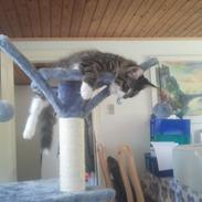 Blanding af racer Bubbie