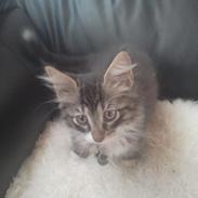 Blanding af racer Bubbie