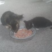 Blanding af racer Bubbie