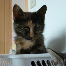 Huskat Kosmos/Min hvalp/