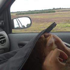 Blanding af racer Zavier