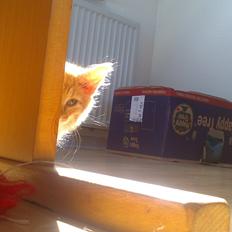 Blanding af racer Zavier