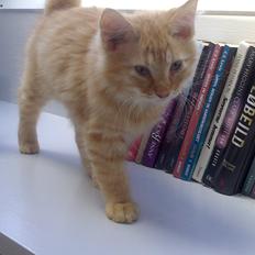 Blanding af racer Zavier