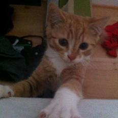 Blanding af racer Baloo