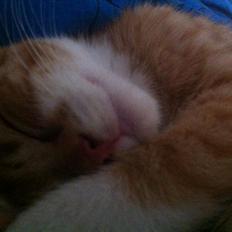 Blanding af racer Baloo