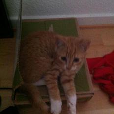 Blanding af racer Baloo