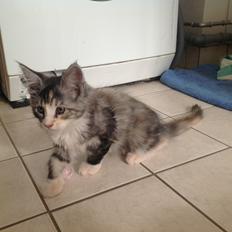 Blanding af racer Bella