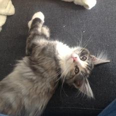 Blanding af racer Bella