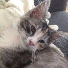 Blanding af racer Bella