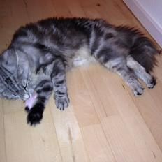 Norsk Skovkat S*Fridalas Qalla