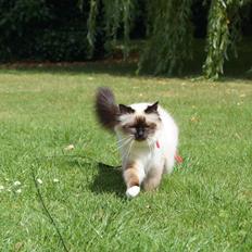 Hellig Birma Pifuni´s Brandy