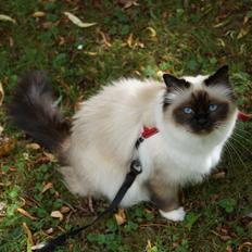 Hellig Birma Pifuni´s Brandy