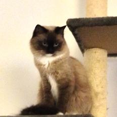 Ragamuffin Magicland's Mistral Of Black Oak
