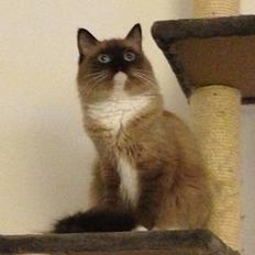 Ragamuffin Magicland's Mistral Of Black Oak