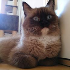 Ragamuffin Magicland's Mistral Of Black Oak
