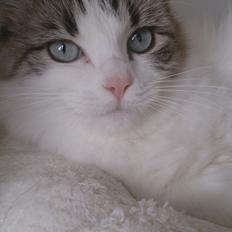 Ragamuffin Magicland's Chinook Of Black Oak