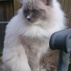 Ragdoll GCA(TICA) PR(FIFe) DK Magicland's Lady Gaga