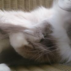 Ragdoll GCA(TICA) PR(FIFe) DK Magicland's Lady Gaga