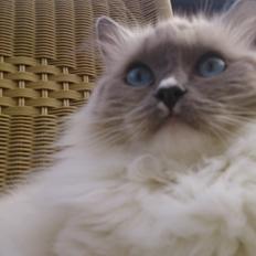 Ragdoll GCA(TICA) PR(FIFe) DK Magicland's Lady Gaga