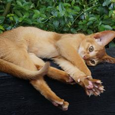 Abyssinier Elise af Khartoum