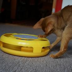 Abyssinier Elise af Khartoum