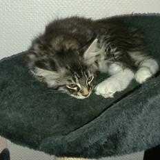 Blanding af racer Daisy